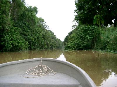 KINABATANGAN　RIVER