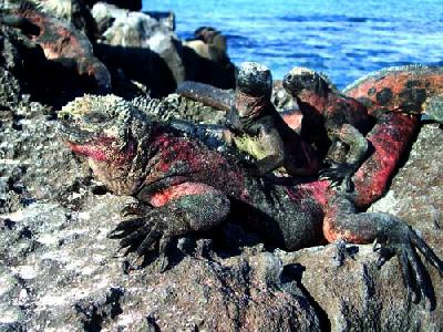 リアルタイム旅行記　南米放浪２人旅▼～第54便 ガラパゴス諸島編2　～不思議な動物たち