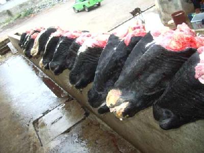 リアルタイム旅行記　南米放浪２人旅▼～第58便 牛の屠殺