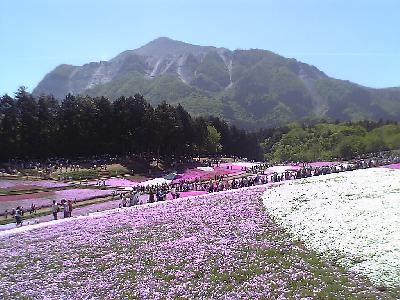 チビと行く、バス旅行。３３万株の芝桜の丘～