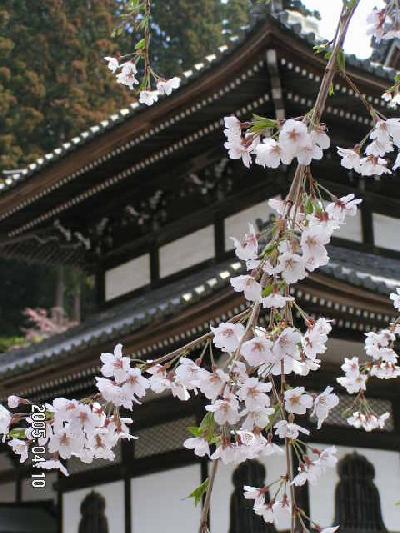 久遠寺の桜＆塩山いちご狩