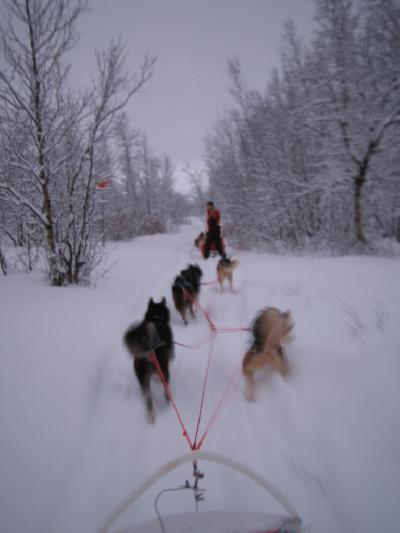 Abiskoで犬ぞりしよう♪♪