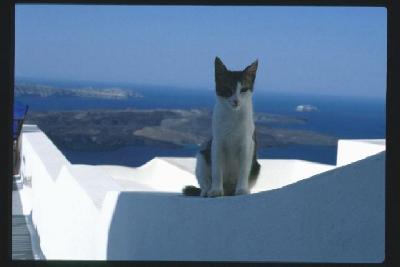 ねこの島サントリーニ I