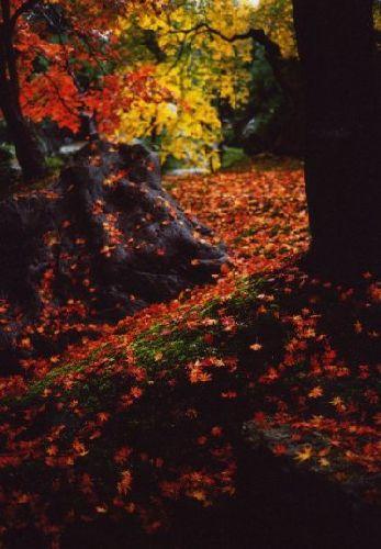 京の秋