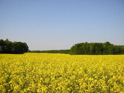 初夏のスコーネ