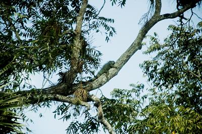  中米7カ国縦断?シュナントニッチ遺跡