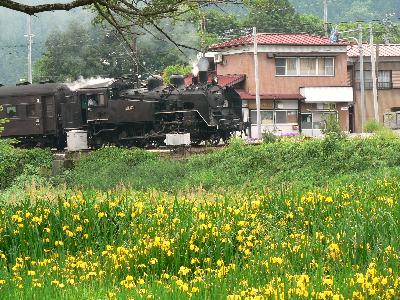 中川根「黄色のカキツバタと大井川鉄道」