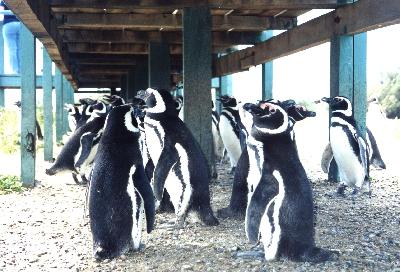 滝、動物、サッカーそしてタンゴ-II