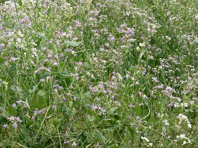 麻塘（凱里郊外の革家（Gejia)の住む村）の春の花