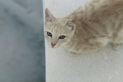 ねこの島サントリーニ Ｉ I