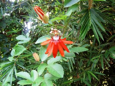 ジャワ島遺跡めぐり その2