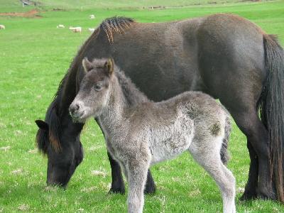 地球を感じる旅～アイスランド・South Shore Adventure編～