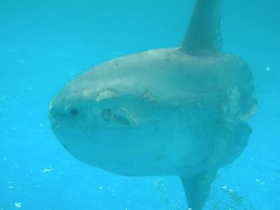 ※たかしま　マンボウの剥製 たかしま様専用 マンボウの剥製 - メルカリ