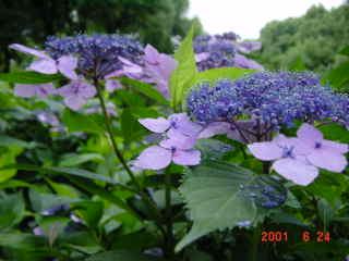 万博公園のアジサイ祭り