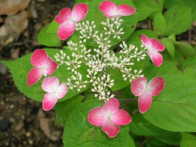 万博公園のアジサイ祭り（2）