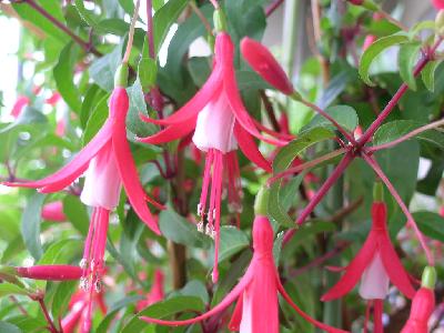 教えてください