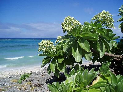 石垣島・喰い倒れ泳ぎ倒れ　その１