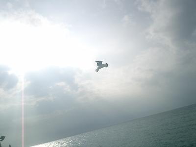 マンタに会えた☆ニューカレドニア