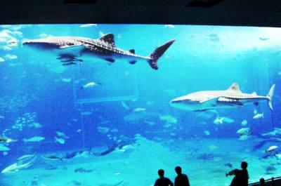 美ら海水族館の写真