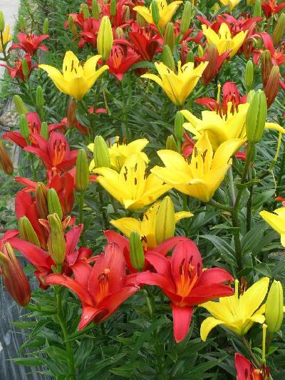 篠山　玉水ユリ園