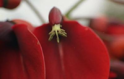 千葉市花の美術館へ