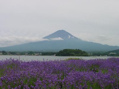 ラベンダー色の風に吹かれて　