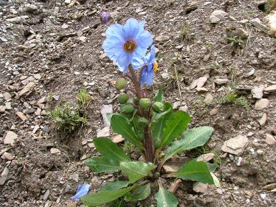 高山植物を求めて