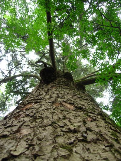 高尾山・大樅に会い沢筋を歩く（森と水のコース）