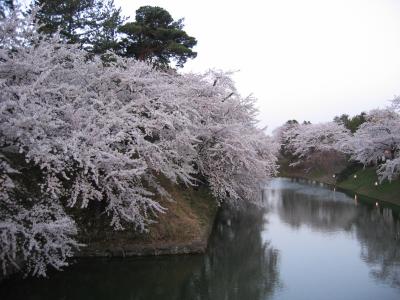 弘前城の桜