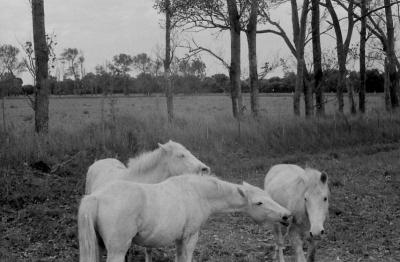 カマルグ  Camargue, France