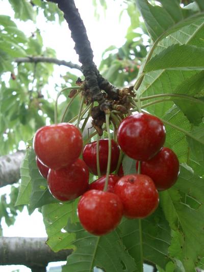 花と果物がいっぱいの彼パパの田舎　in July