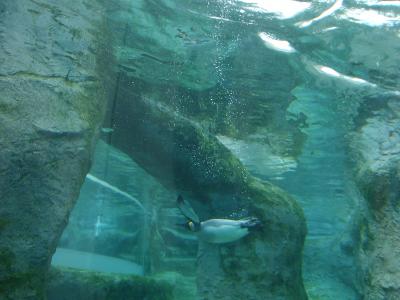 今が旬!旭山動物園と富良野「森の時計」