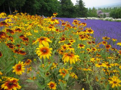 15年ぶりのホッカイドウ。