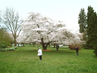 一足早い桜前線