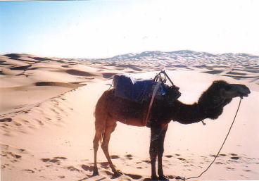 モロッコで砂漠