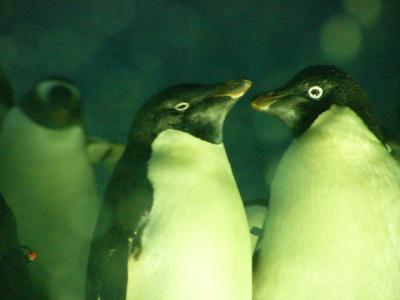 名古屋港水族館