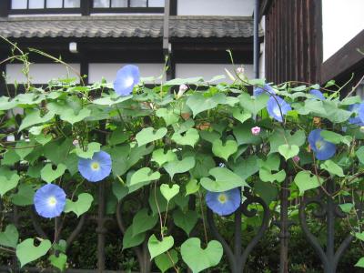 ０５年夏の思い出　上高地篇