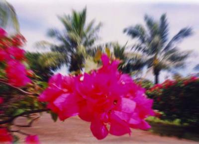 サイパンに来たらこれに乗らなきゃ始まらない