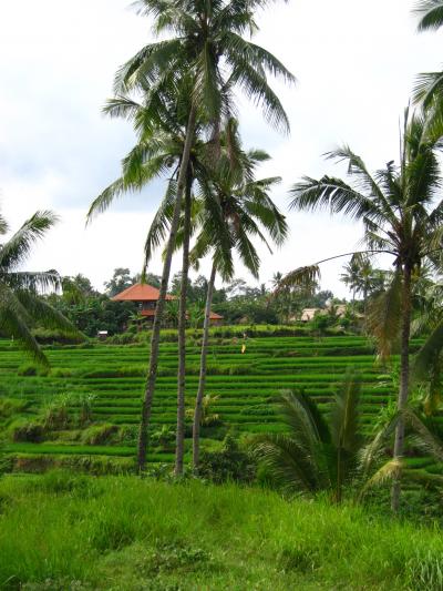 Bali2005  悠々15　ウブド周辺　村人の暮らしを訪ね田園を歩く　☆ホテル主催トレッキング