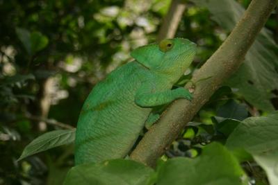 ▲マダガスカル?▼マダガスカル中部