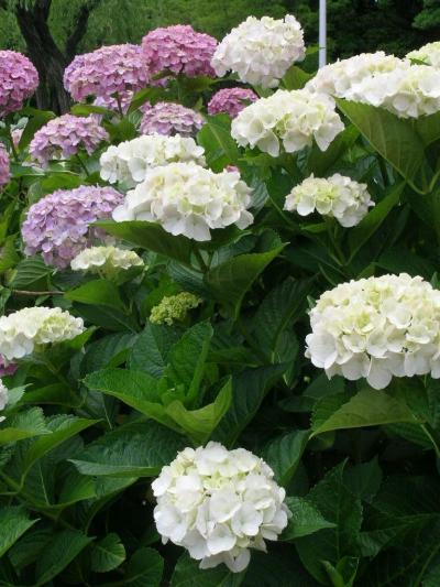 世界漫歩 165　国際会議の楽しみ