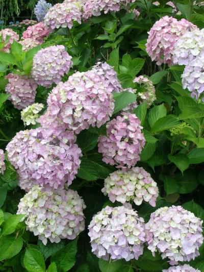 世界漫歩 166 ハンガリーの複雑な歴史　ハンガリー王国の成立まで