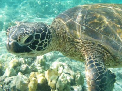 （前編）マンタ、海ガメ、イルカと戯れたハワイ島6泊8日間の旅行記