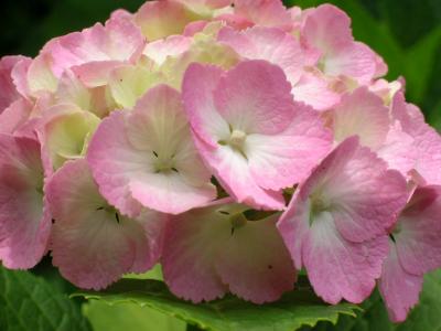 世界漫歩 168 欧州中央の雄都ブダペスト