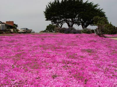 カリフォルニア／パフィフィック・グローブ 花じゅうたん満開