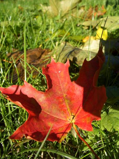 芝生の国スウェーデン?