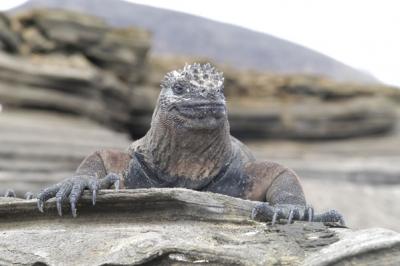 ガラパゴス陸上観察編