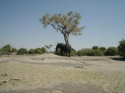 子連れアフリカ５カ国の旅・ボツワナ編