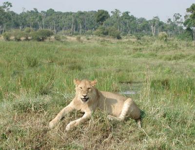 ★ケニア★　サファリ