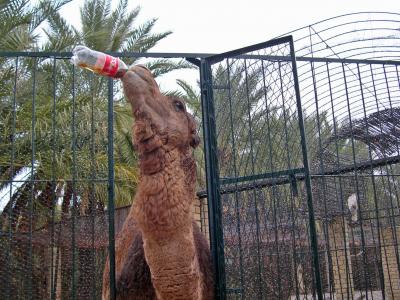 アフリカ地中海の道24ケロアンへ